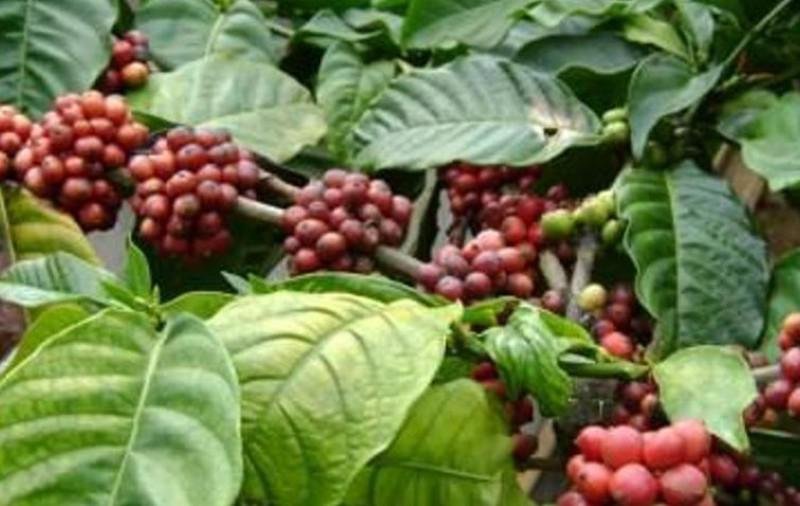 Fakta Tentang Kopi Bengkulu yang Belum Banyak Diketahui