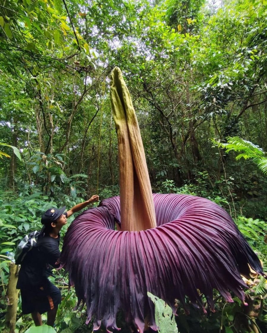 Bunga Kibut raksasa  “Amorphophallus titanum” mekar di desa Kemumu Bengkulu Utara