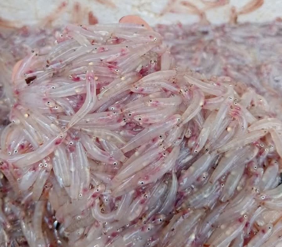 Musim Ikan Mungkus di Mukomuko: Tradisi Tahunan yang Bawa Rezeki dan Kebersamaan