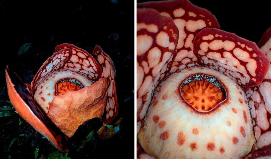 Pesona Rafflesia hasseltii: Si